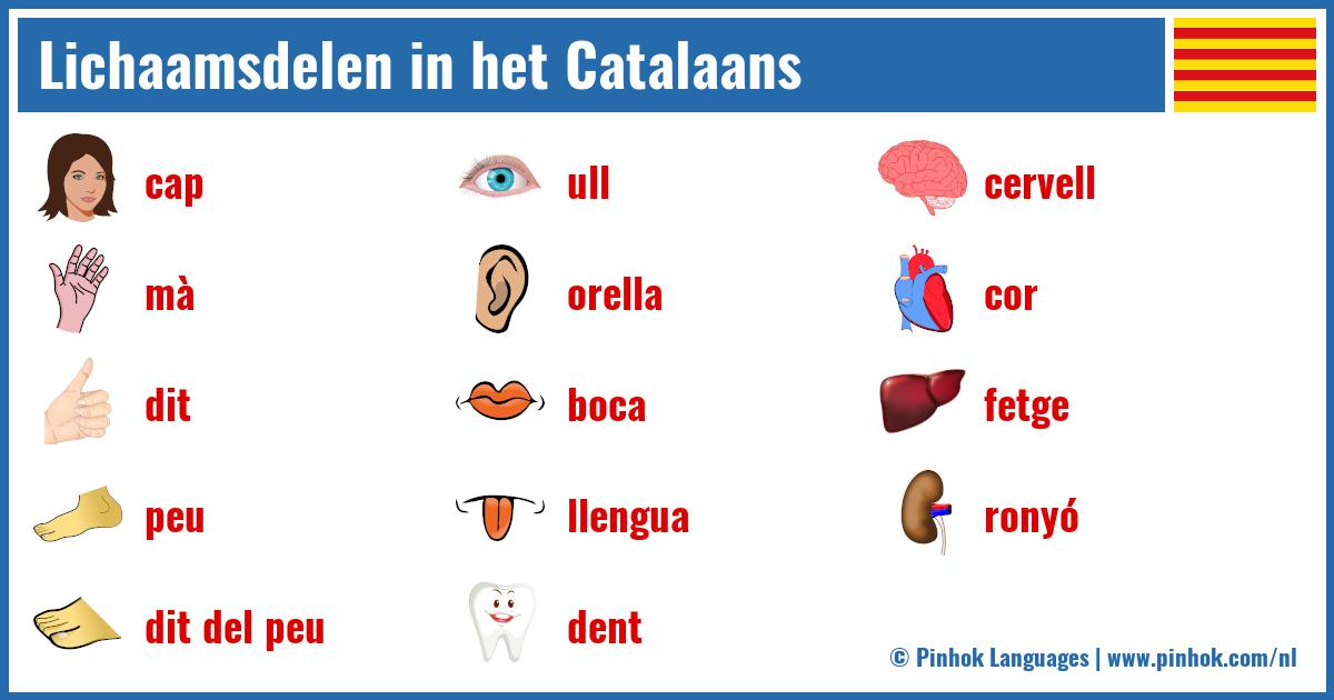 Lichaamsdelen in het Catalaans