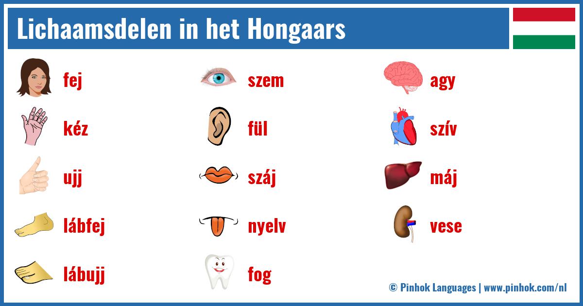 Lichaamsdelen in het Hongaars