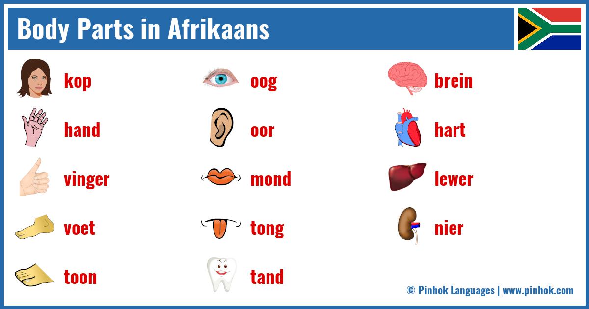 Body Parts In Afrikaans