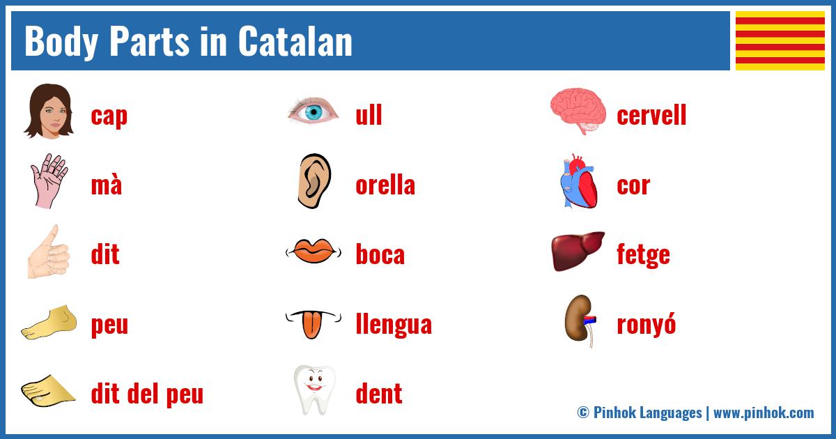 Body Parts in Catalan