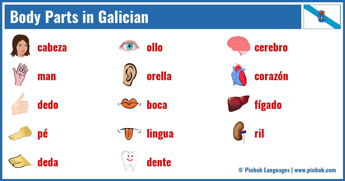 Body Parts in Galician