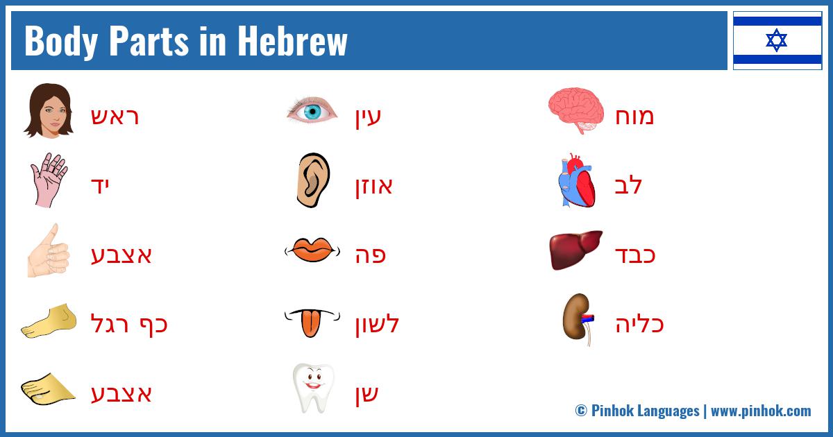 Body Parts in Hebrew