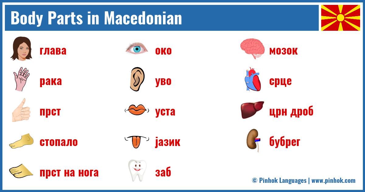 Body Parts in Macedonian