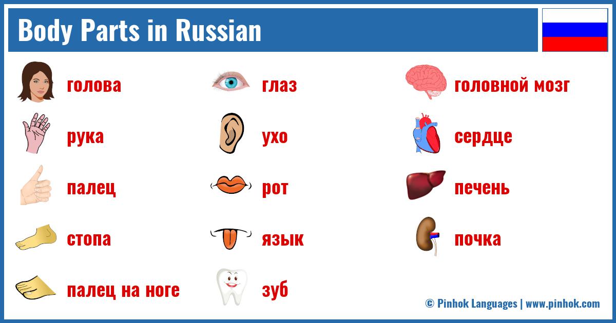 Body Parts in Russian