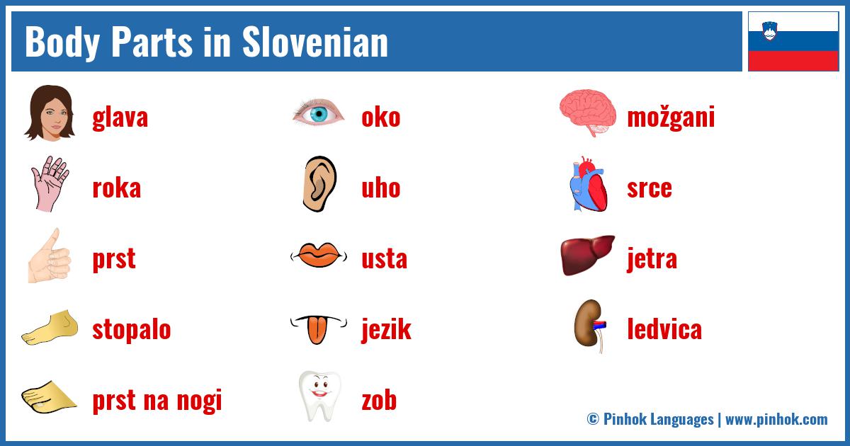 Body Parts in Slovenian