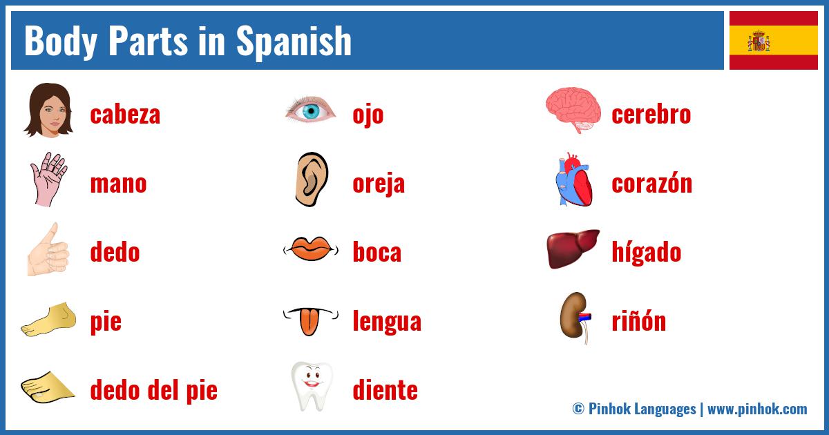 The Body Parts In Spanish – From Head To Toe