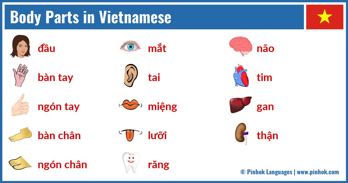 Body Parts in Vietnamese