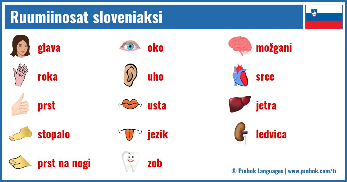 Ruumiinosat sloveniaksi