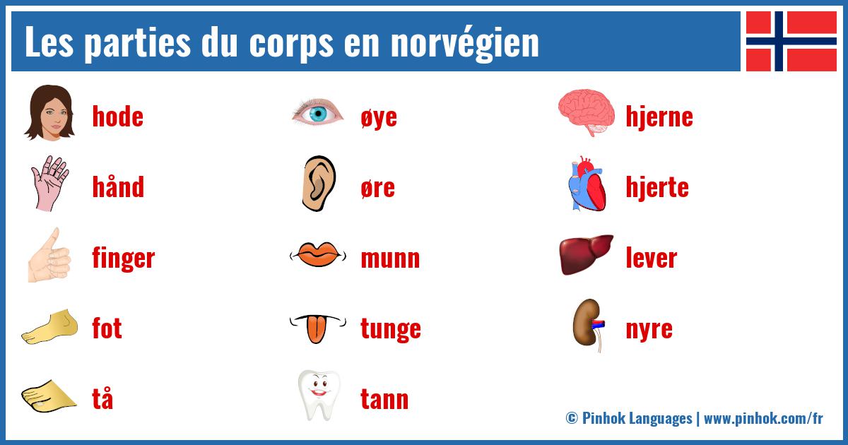 Les parties du corps en norvégien