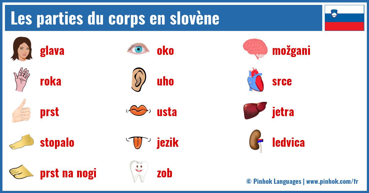 Les parties du corps en slovène