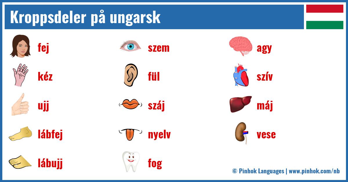 Kroppsdeler på ungarsk