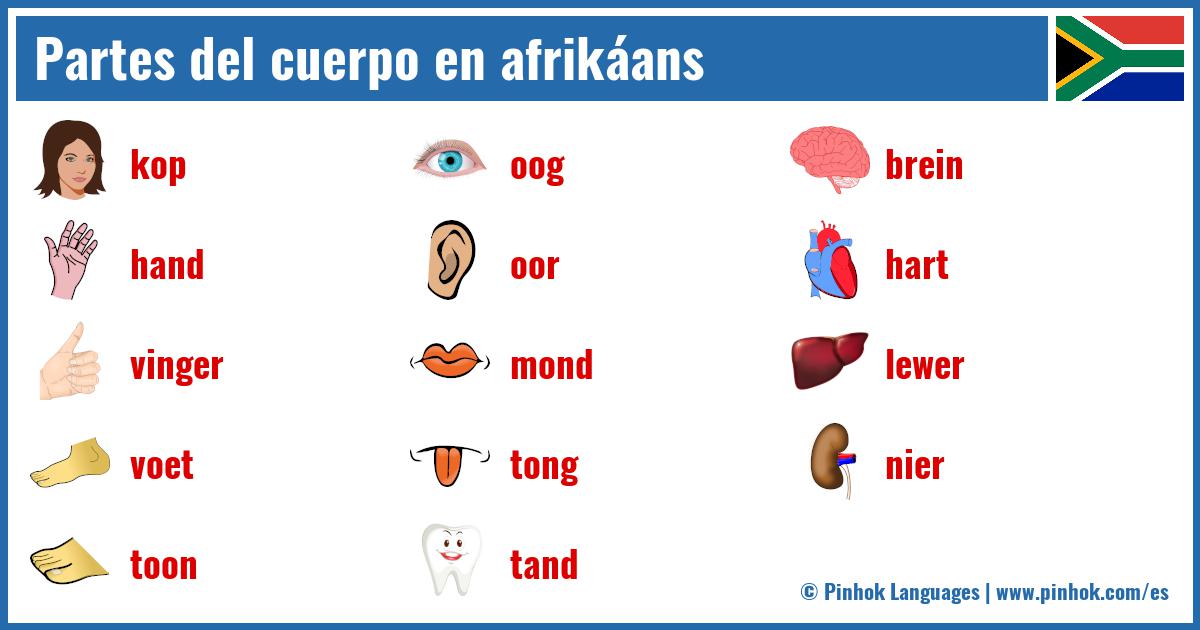 Partes del cuerpo en afrikáans